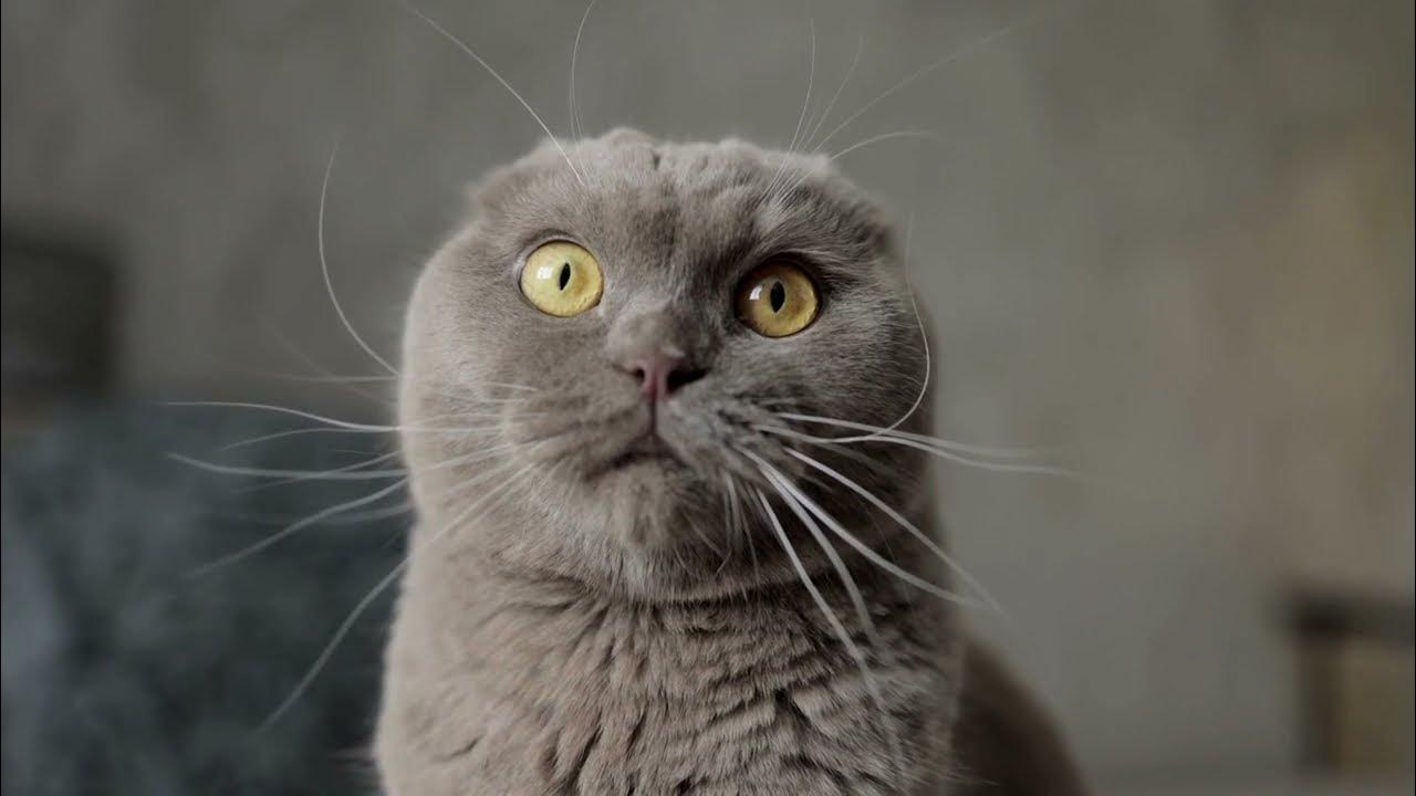 'Video thumbnail for Ultimate Cat Cats Kitten Laughs   Hilarious Puns, Jokes Galore, Quirky Quotes & Epic Caption Fails!'