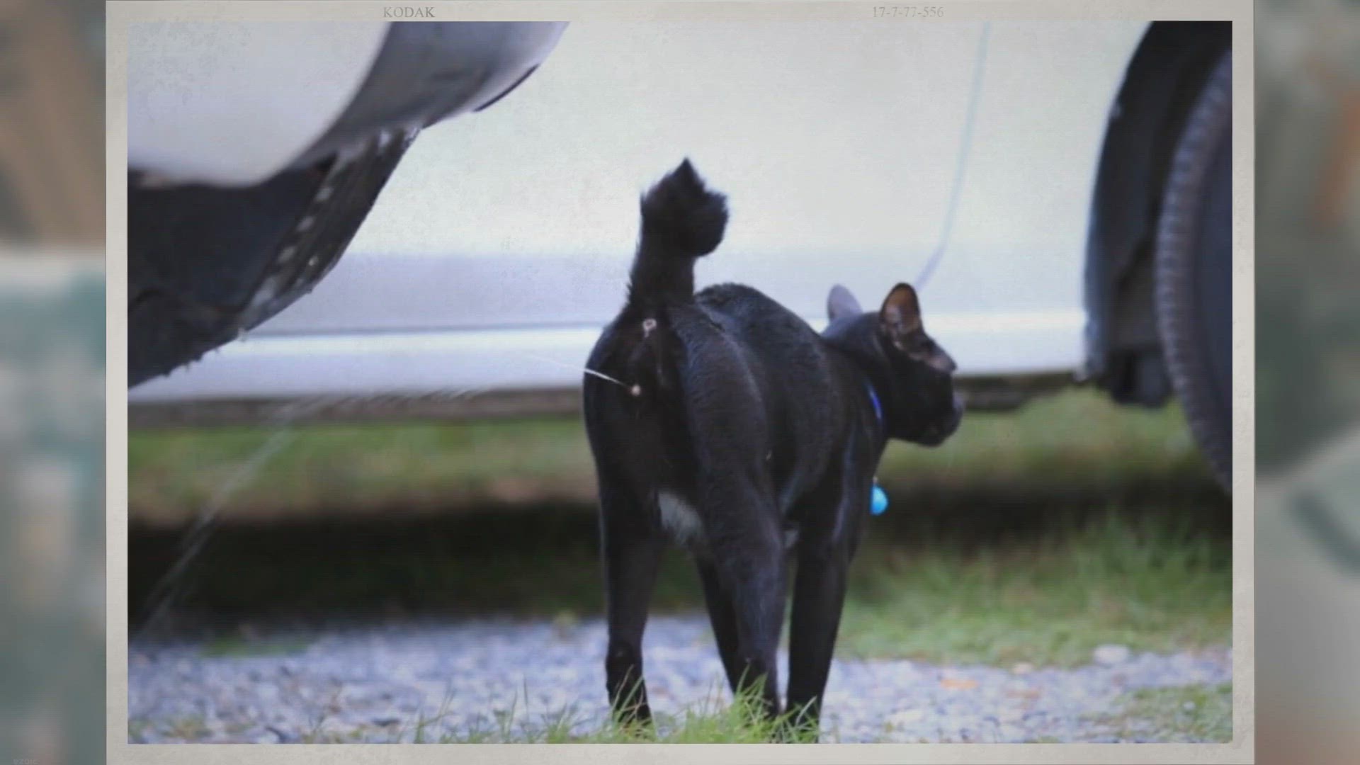 Video thumbnail for Can a Neutered Male Cat Still Penetrate?