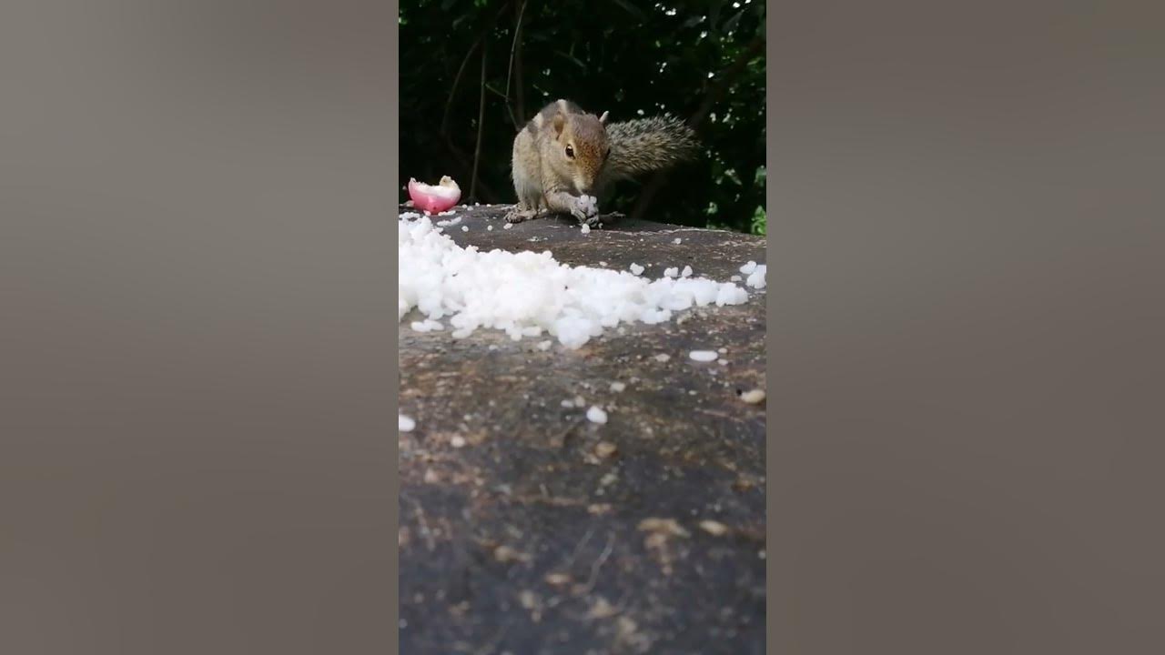 Video thumbnail for Squirrel😍😍😍
