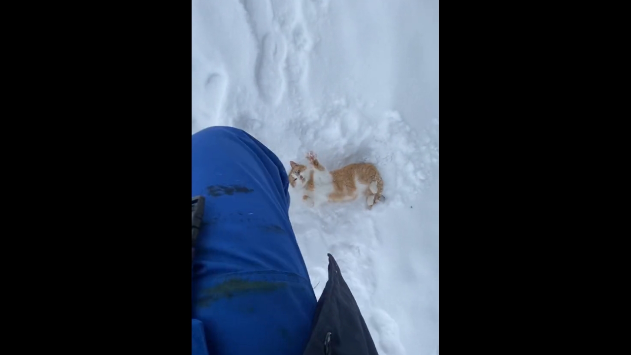 Video thumbnail for Stray Cat Refuses to Stop Playing in the Snow With a Man
