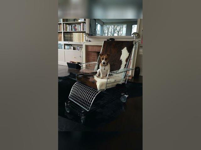 Video thumbnail for Carrinhos de supermercado velhos podem ser transformados em objetos de decoração