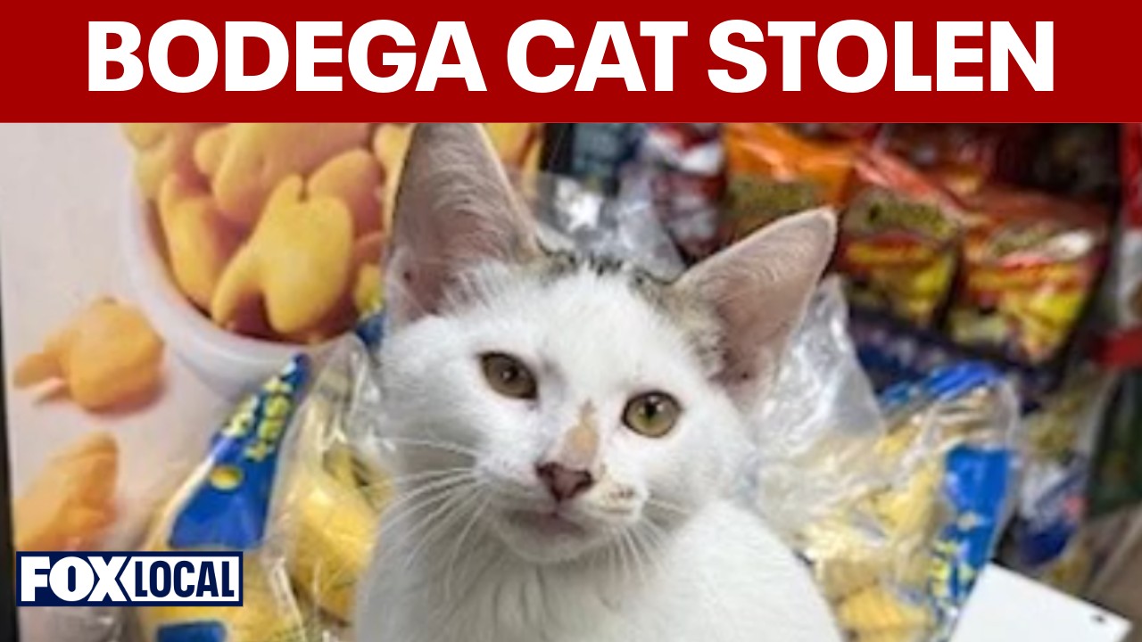 Video thumbnail for Park Slope rallies after video shows couple stealing Brooklyn bodega cat