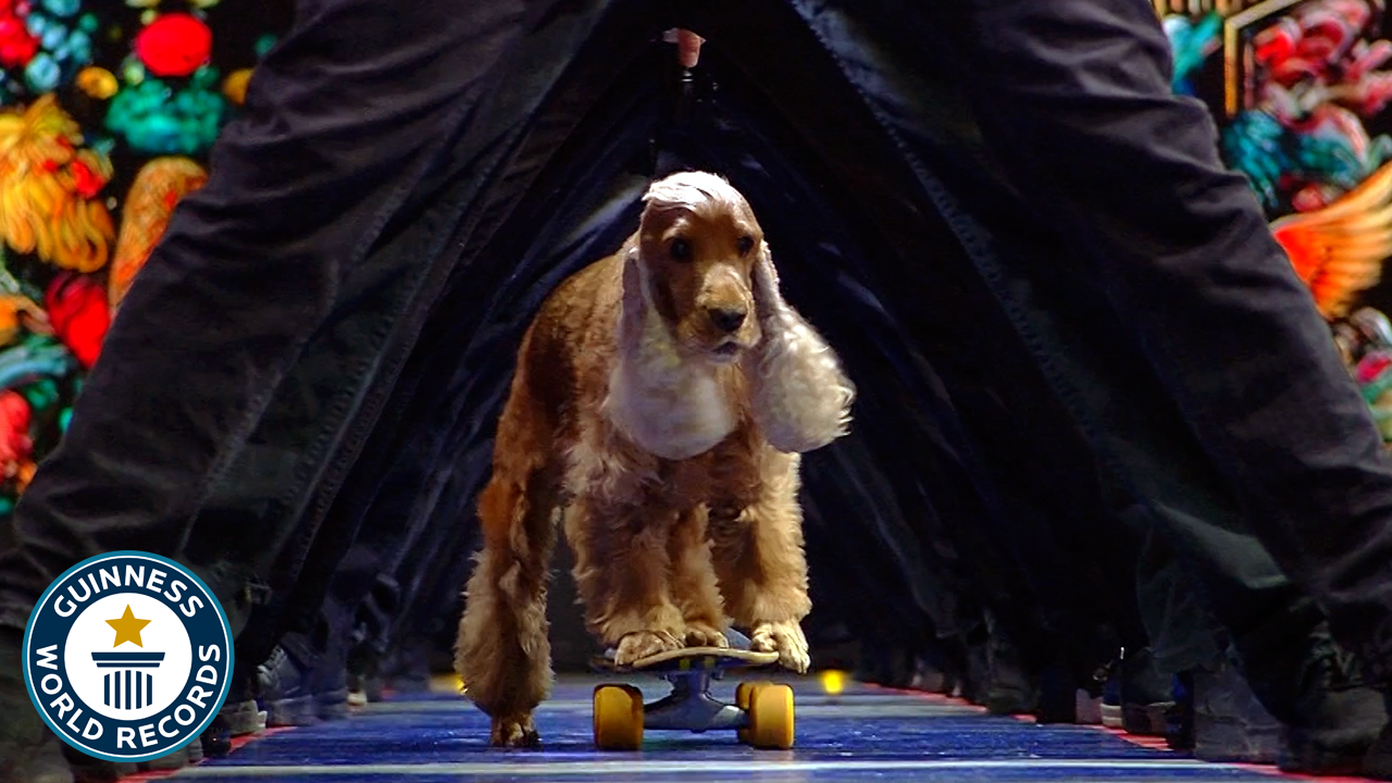 'Video thumbnail for Cute dog sets record for longest human tunnel travelled through on a skateboard 🐶'