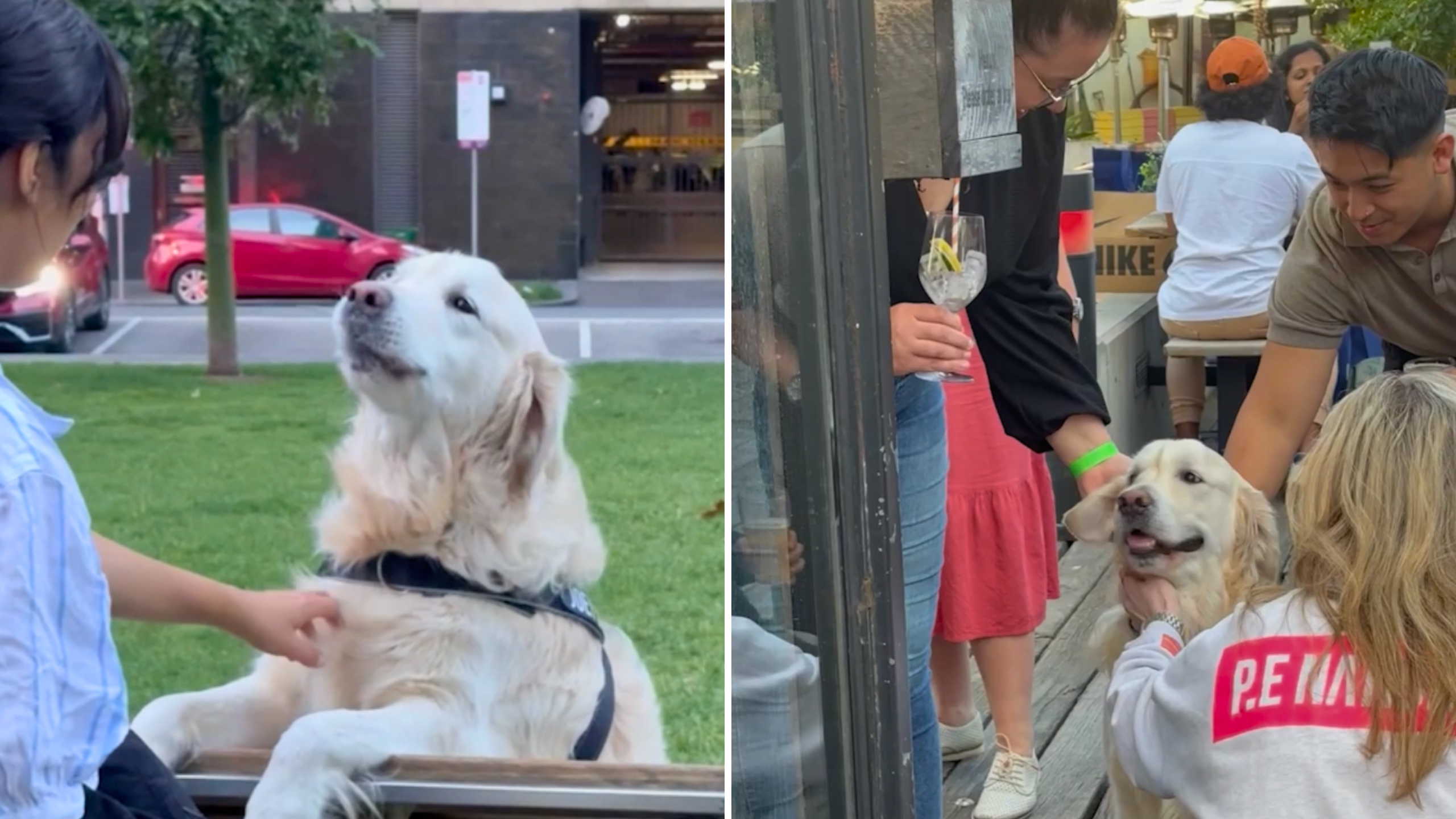 Video thumbnail for Hilarious Dog Loves Going Up To Strangers And Pretending He Has No Owner