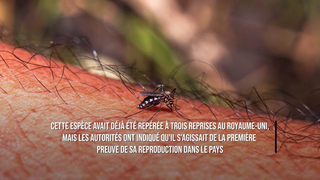 Video thumbnail for Des moustiques vecteurs de maladies ont été repérés pour la première fois au Royaume-Uni.