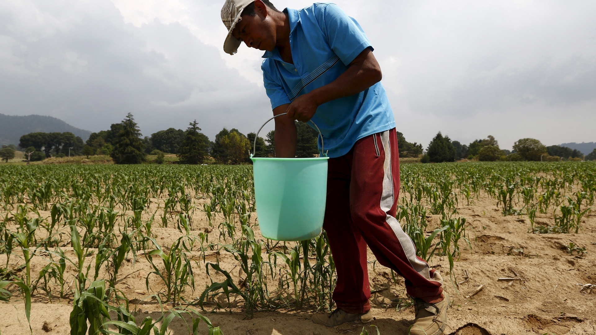 Video thumbnail for Fertiliser shipping disruption: Fear takes root among Mexican farmers as prices rise