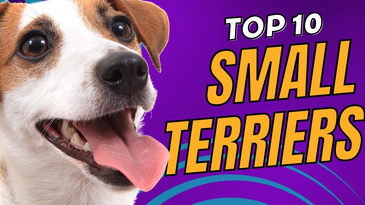 Video thumbnail for Top 10 Small Terrier Breeds You'll Adore - Dogs 101