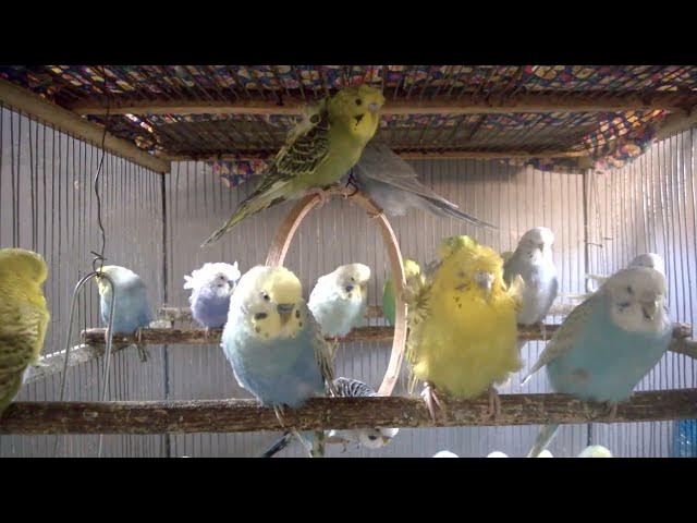 Video thumbnail for Instagram taugliche Wellensittiche 📸💖 Stars im Vogelreich#VogelInfluencer #WellensittichStars #Pet