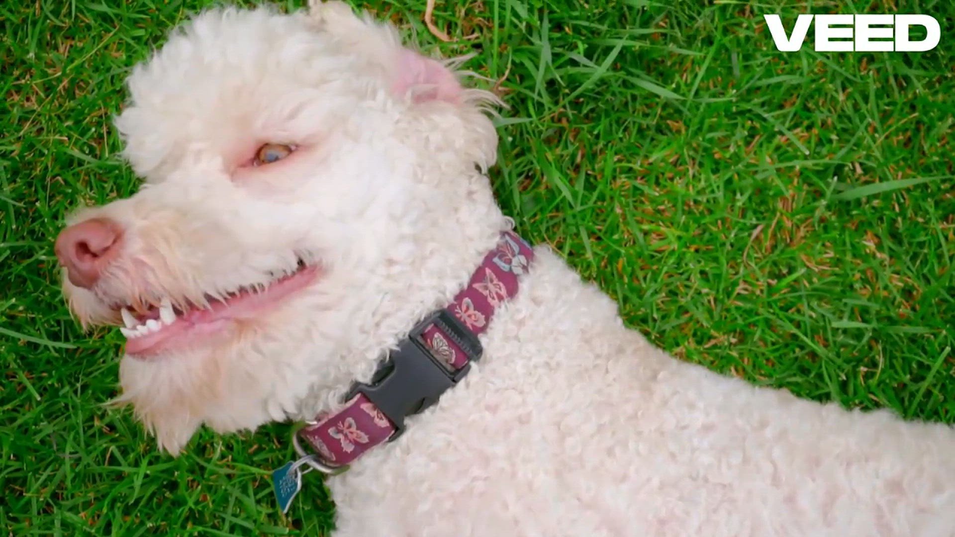 Video thumbnail for Why I Finally Got Dog Insurance ( Pet Plan )