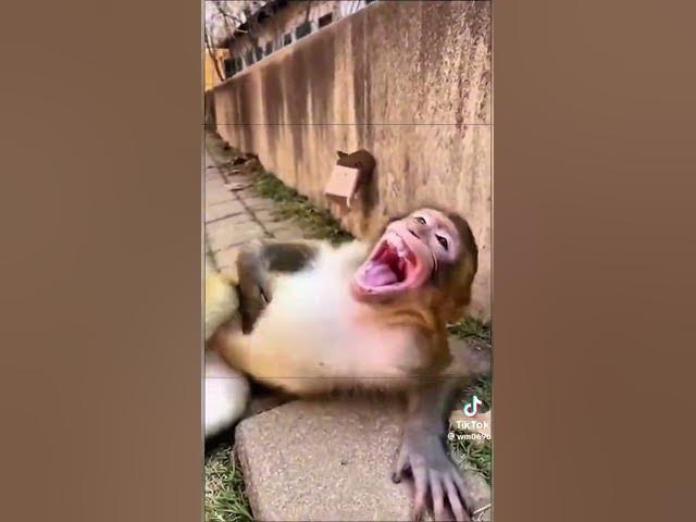 Video thumbnail for to funny