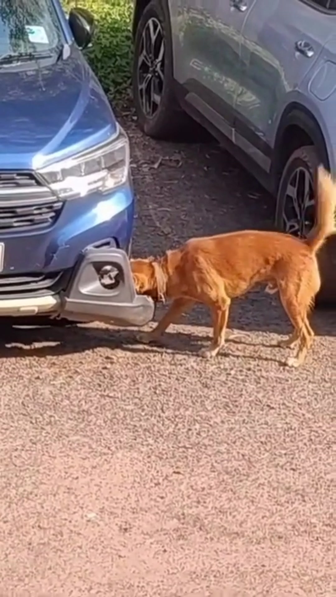 Video thumbnail for Cachorro do super homem - Superman's dog