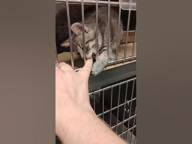 Video thumbnail for Playing with a Kitten