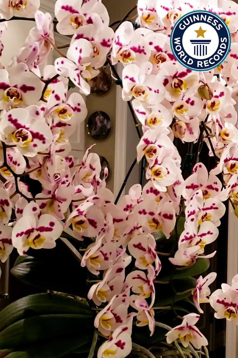 'Video thumbnail for Kevin Englisch's record-breaking orchid bloom with 159 flowers'