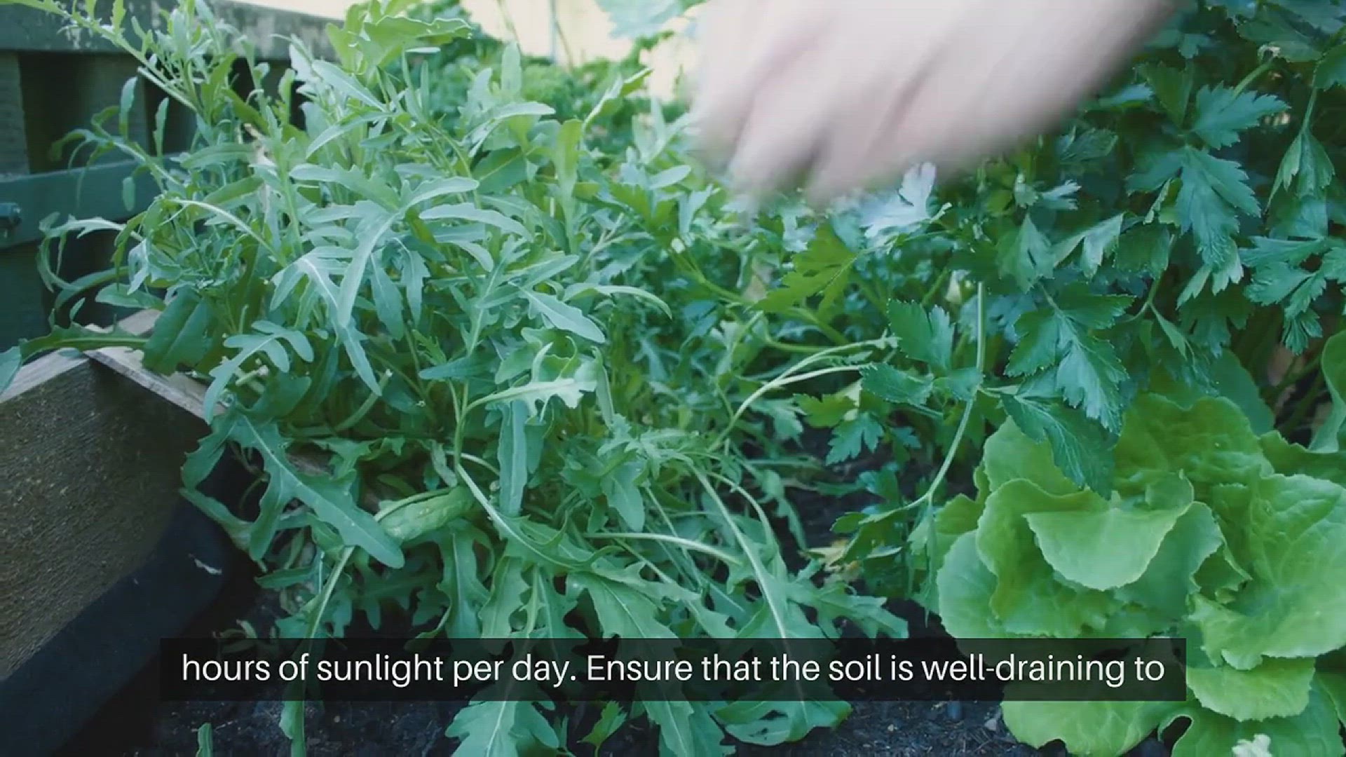 'Video thumbnail for How to Grow Basil in Your Garden'