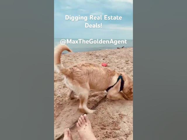 Video thumbnail for I work hard to get the best Real Estate Deals for my clients! #maxthegoldenagent #realestate #dogs