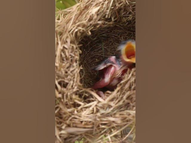 Video thumbnail for Top Baby Grown Sparrow In Nest EP#025 #nestegg #egglaying #satisfying #nest #eggproduction #nestegg
