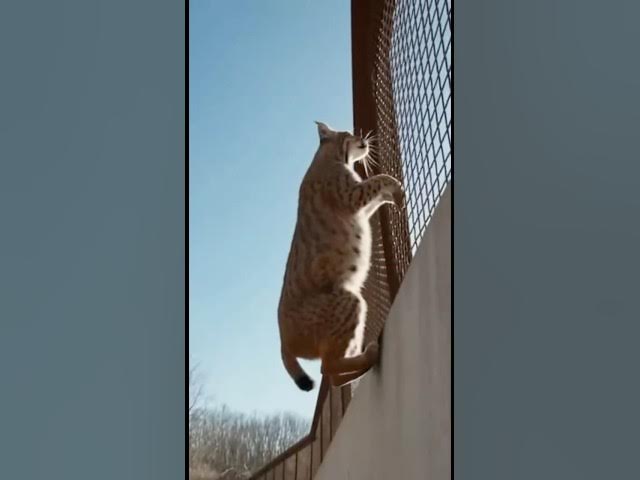 Video thumbnail for Bobcat Scales Zoo Wall and Escapes — Visitors Watch in Disbelief