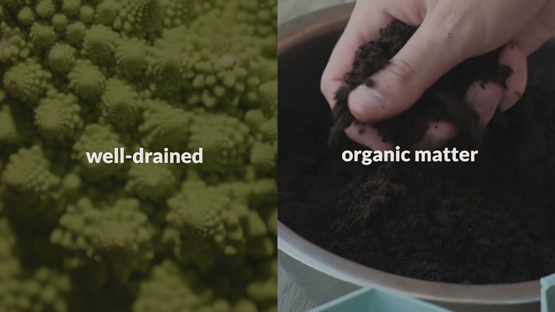'Video thumbnail for Tips for Growing Cauliflower in the Garden'