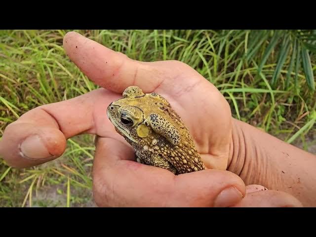 Video thumbnail for Amazing catch beautiful izard🦎🦎 giant iguana,snake,toad,lizard,unique animal and frog