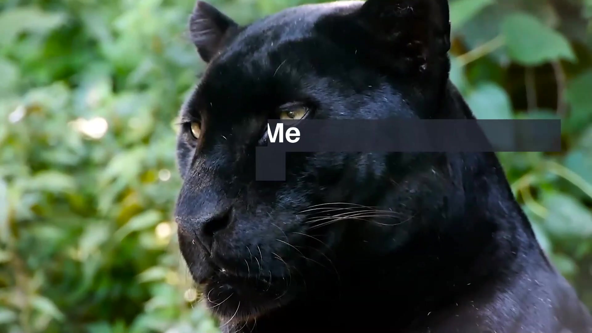 Video thumbnail for 10 frases célebres de Freddie Mercury