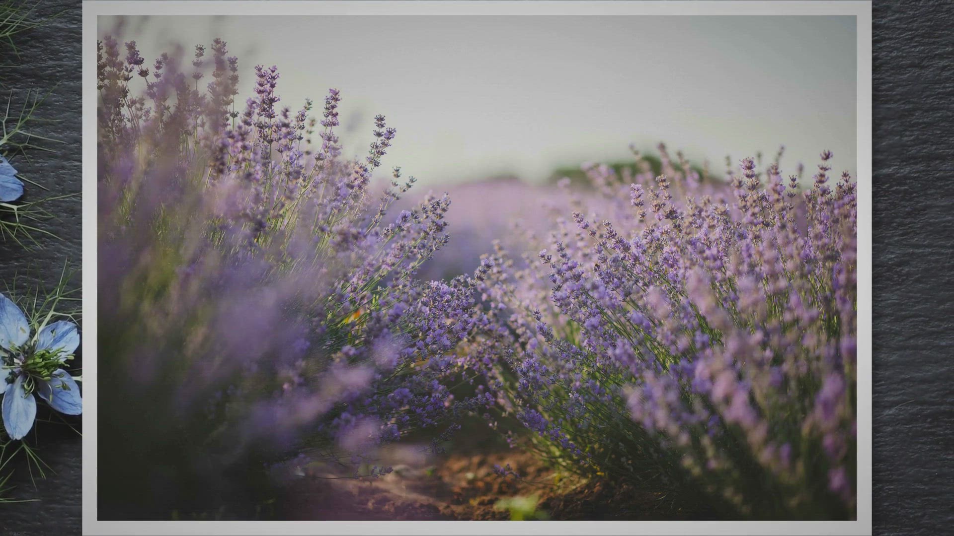 Video thumbnail for Lavender Vs Russian Sage | Know The Difference Between Both