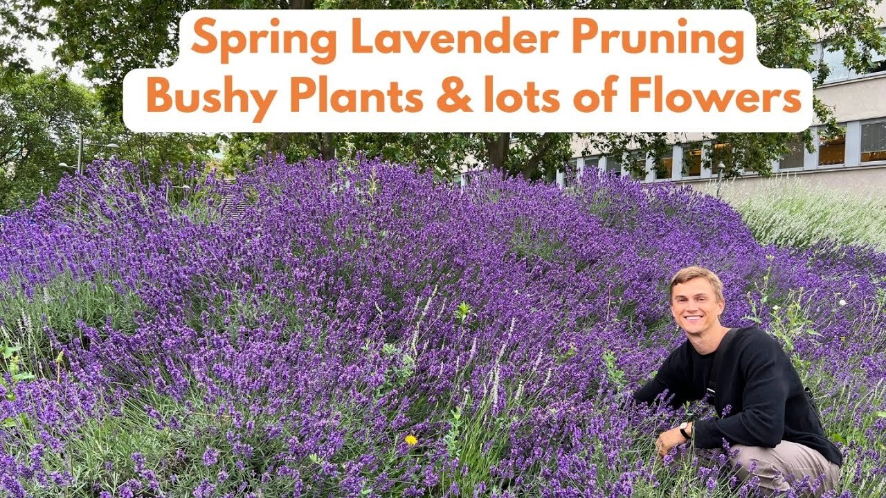 Video thumbnail for Pruning Lavender In Spring With Lavender Plant Care ! How To Prune Properly For Maximum Flowers