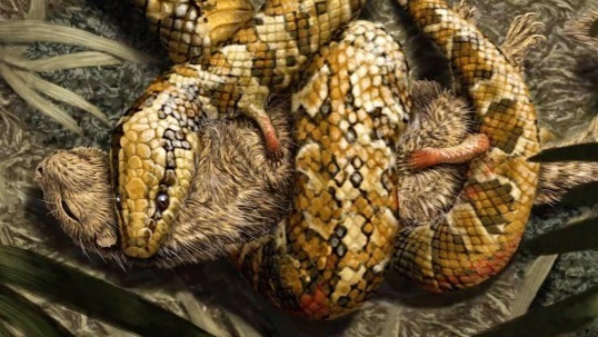 Video thumbnail for Meet Tetrapodophis: the four-legged snake with tiny limbs that could grip prey