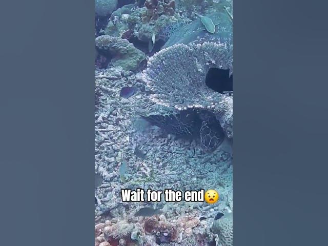 Video thumbnail for Underwater-------ASMR#relax #nature #relax #relaxingsounds #asmr #peace