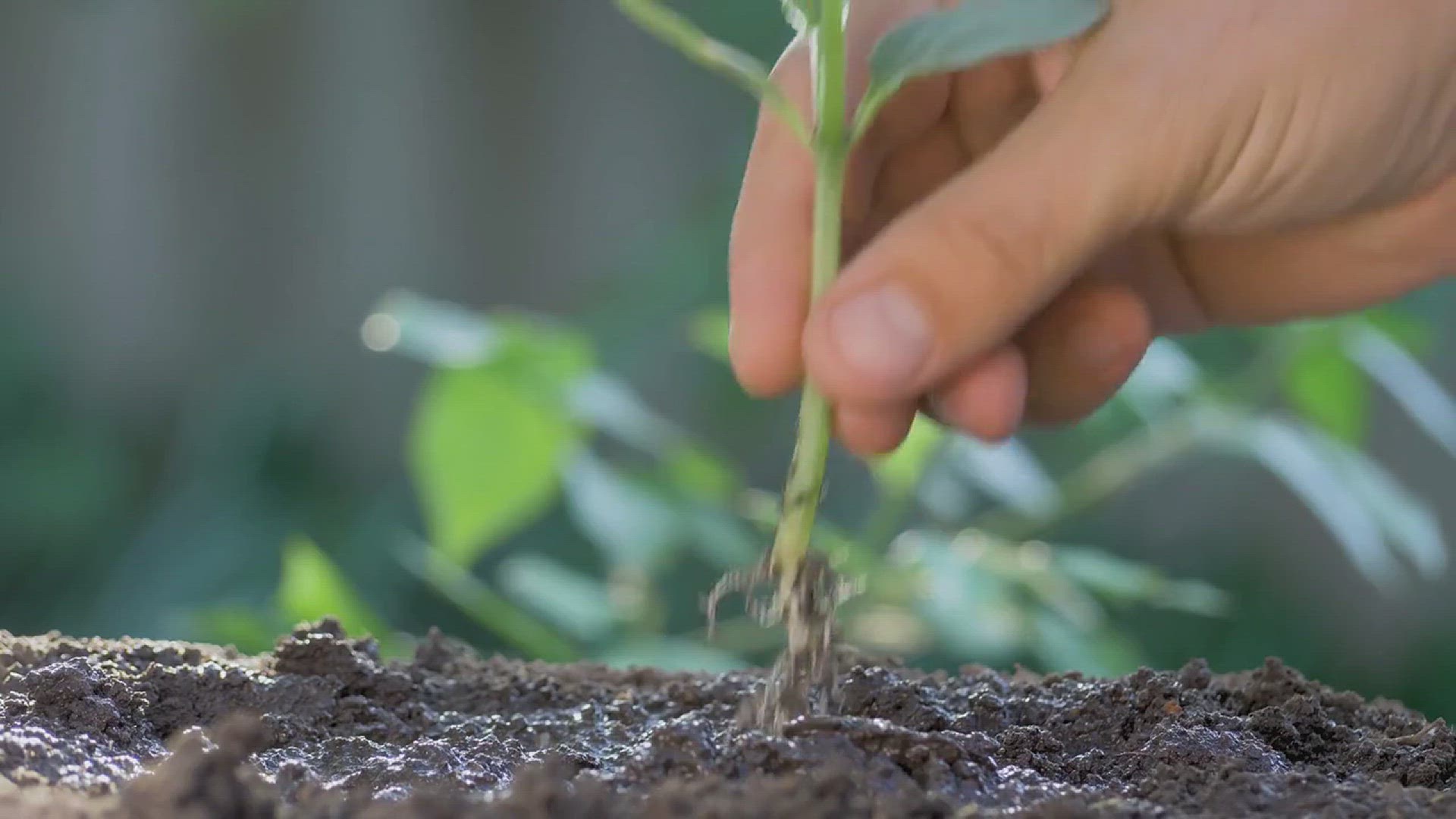 'Video thumbnail for How to Grow Mushrooms in the Garden'