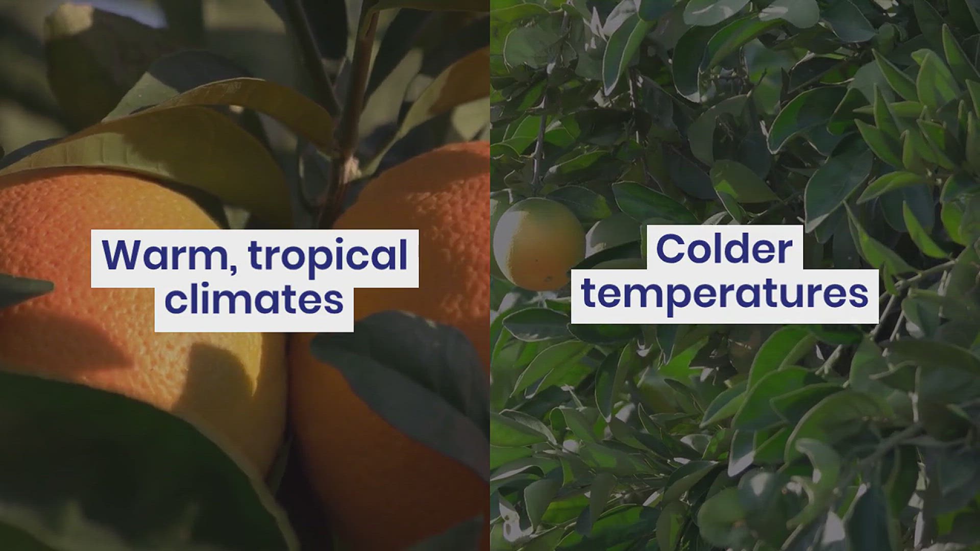 'Video thumbnail for Tips for Growing Oranges in Your Backyard Garden'