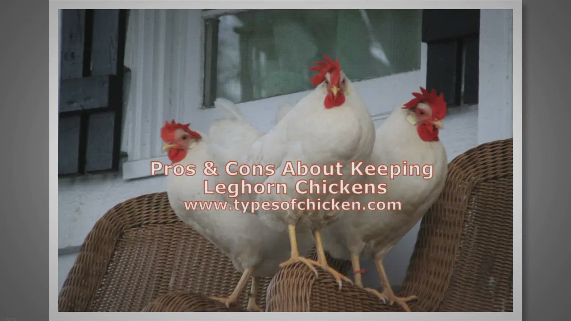 Video thumbnail for Pros & Cons About Keeping Leghorn Chickens!