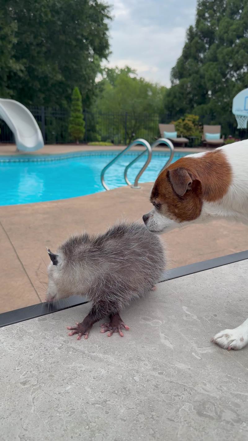 Video thumbnail for Gentle Dog Befriends a Curious Baby Opossum by the Pool