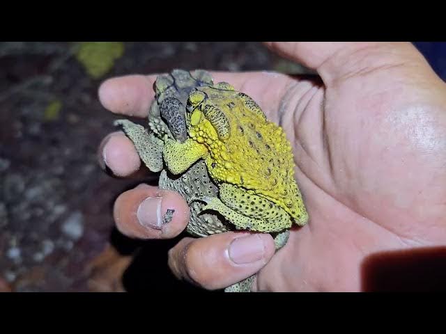 Video thumbnail for I caught hundreds of frogs at night after the rain,snail,toad,frog