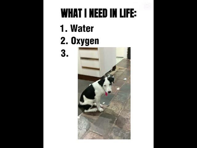 Video thumbnail for what i need in my Life