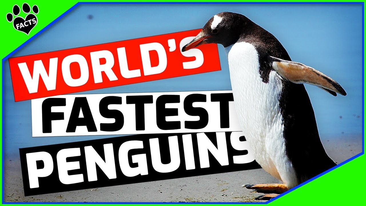 Video thumbnail for 10 Fascinating Facts About Gentoo Penguins You Need to Know