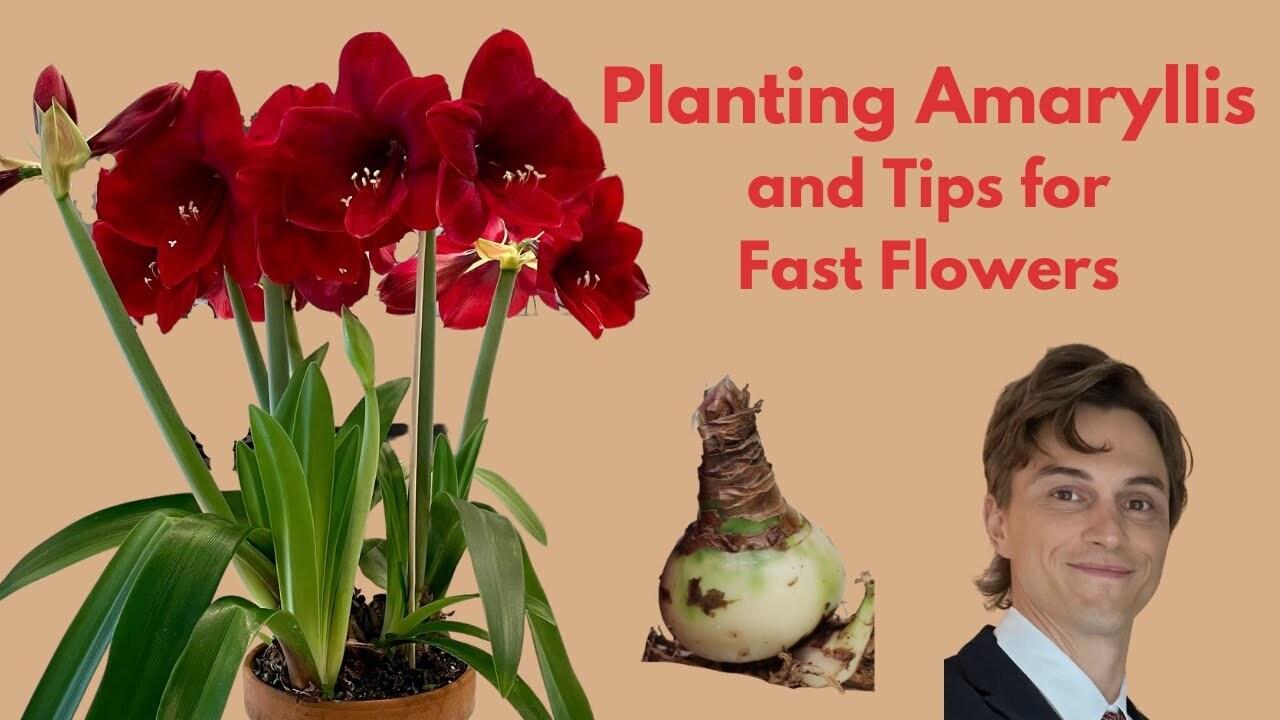 Video thumbnail for How to Plant Amaryllis Bulbs - Tips for Faster Flowering
