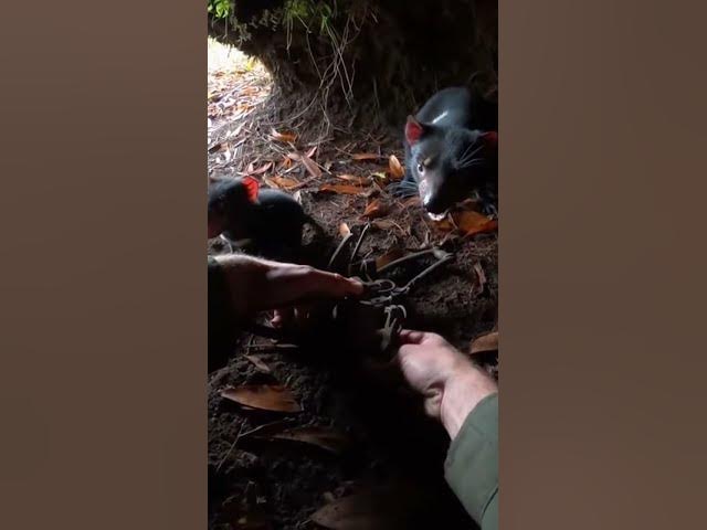 Video thumbnail for Hands Twisting Clamp in a Tight Forest Den Close