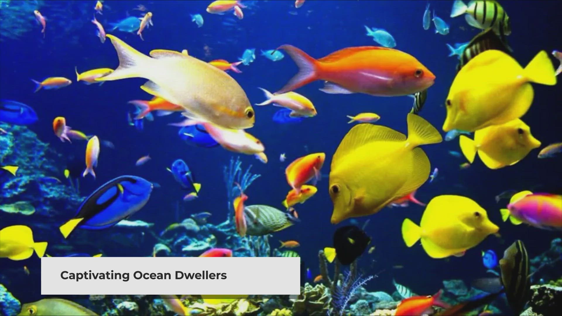 'Video thumbnail for Most Beautiful Fish in the Ocean'