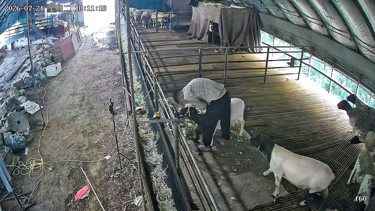 Video thumbnail for Sheep Surprises Man During Shearing in Henan