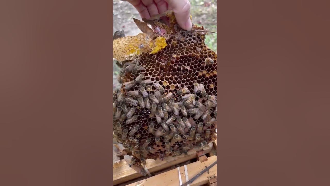 Video thumbnail for 12 November 2023