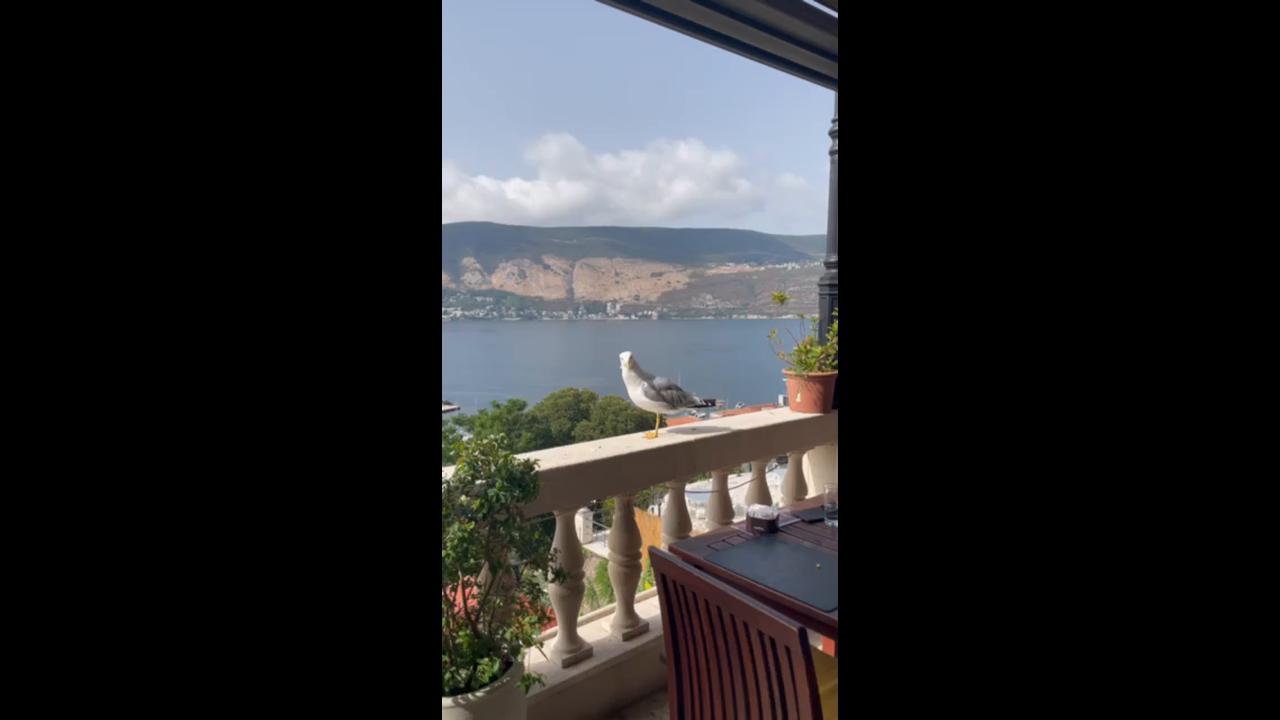 Video thumbnail for Seagull Gourmet Steals Lunch at Seaside Restaurant
