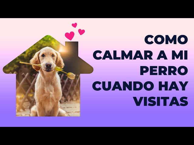 Video thumbnail for 7 Tips para Calmar a tu Perro en Presencia de Visitas
