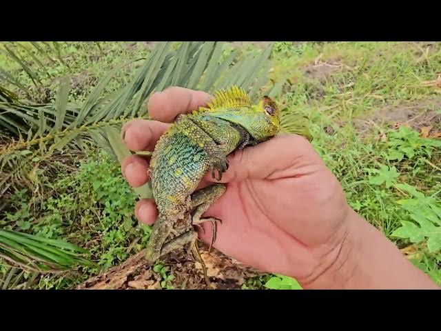 Video thumbnail for Amazing explore catching lizard🦎🦎 chameleon,snake,frog,lizard,toad,bugs,unique animal,caterpillar
