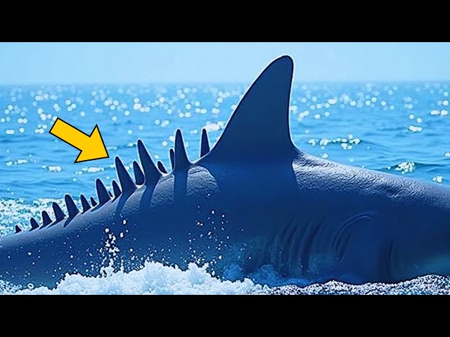 Video thumbnail for Fishermen Thought They Spotted a Shark, Then They Take a Closer Look