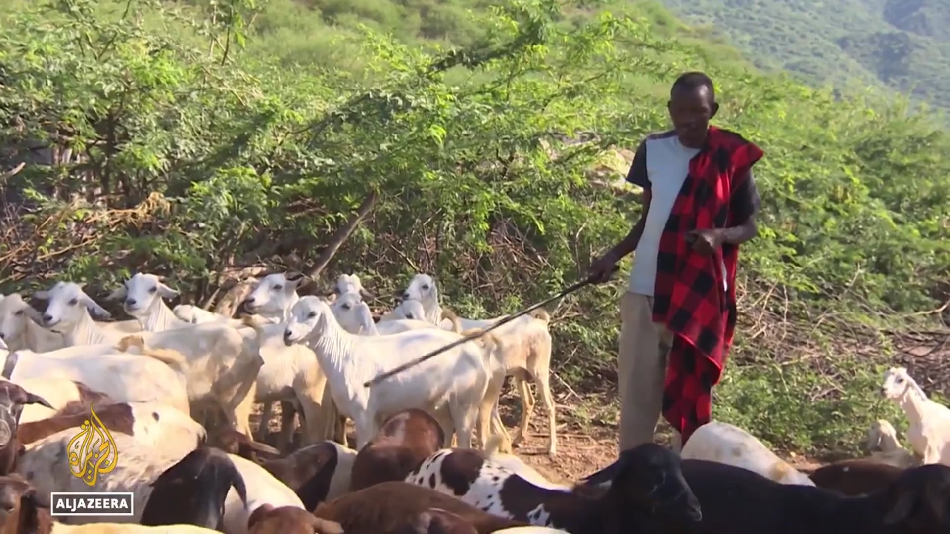 'Video thumbnail for Kenya pastoral communities reject carbon deal, say land rights and grazing access at risk'