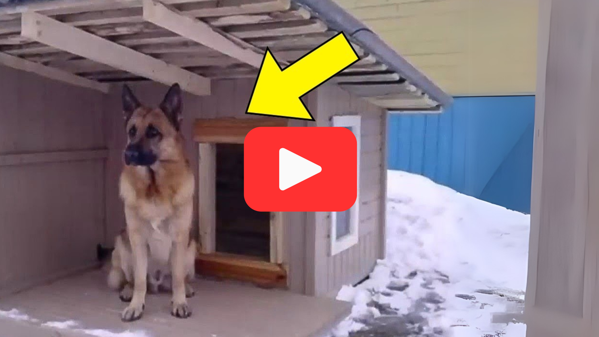 Video thumbnail for Dog’s Strange Behavior at the Pen Leads to a Shocking Discovery