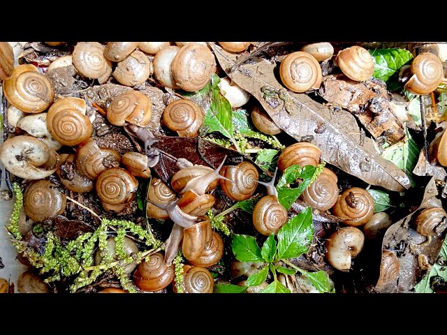 🐌 Snails, 🐌 snial alot eating papaya fruits