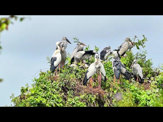 Video thumbnail for Amazing Area lake for crane birds made nest alot here Hours #100027