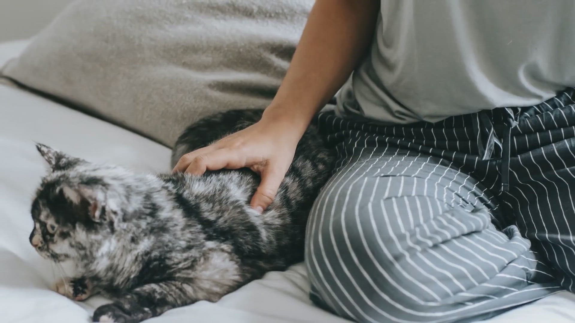 Video thumbnail for The Memory of Cats: How Long Can They Remember You?