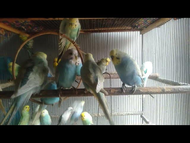 Video thumbnail for 家にある物だけで9分！インコを幸せにする方法💕